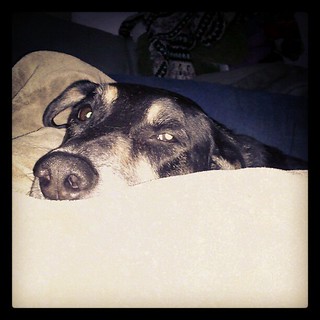 Napping with Tut #rainyday #dogs #hound #mutt #rescue #adoptdontshop #instadog