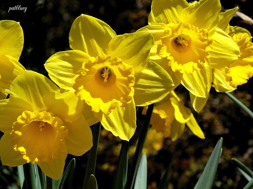Daffodils Rydal by pat.bluey