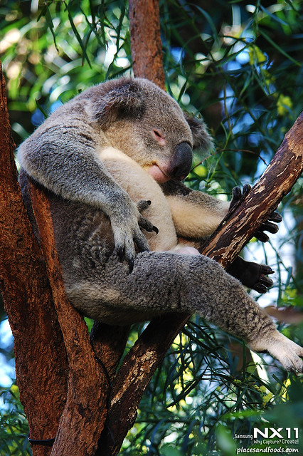 WILD LIFE Sydney Zoo koala bear