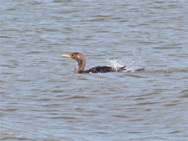 Double-crested Cormorant at the North Beach on Tybee Island 02
