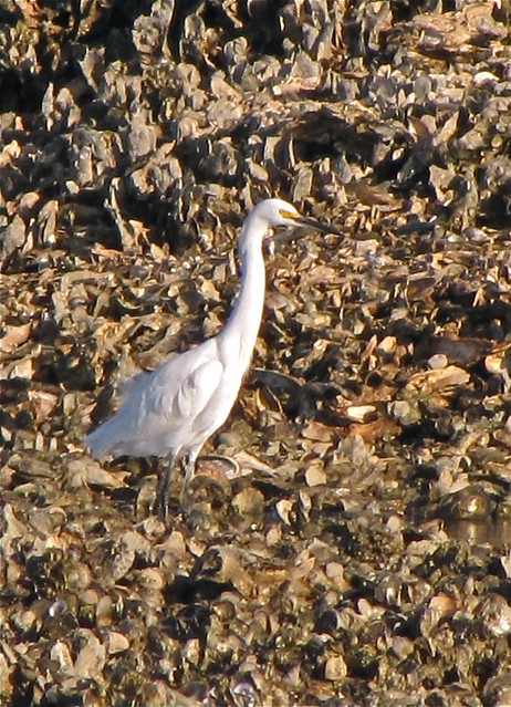 Snowy Egret Seen from the Lighthouse Trail at Fort Pulaski 01