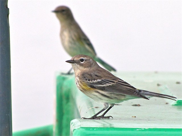 Yellow-rumped Warbler at Gridley Wastewater Treatment Ponds 08