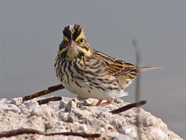 Savannah Sparrow at Gridley Wastewater Treatment Ponds 28