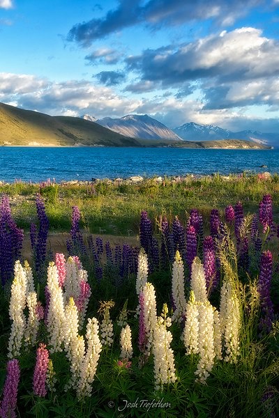 First light - lupines on the shore of Lake Tekapo, Canterbury, New Zealand http://bit.ly/S1uT16