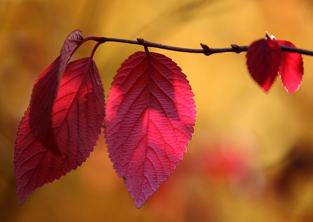 Red Autumn Leaves by Achim Mittler