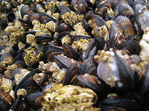 Mussels and Barnacles