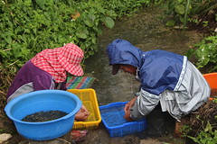 利用湧泉潔淨的水源清洗雨來菇的夫婦。