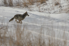 Coyote_40130_.jpg by Mully410 * Images
