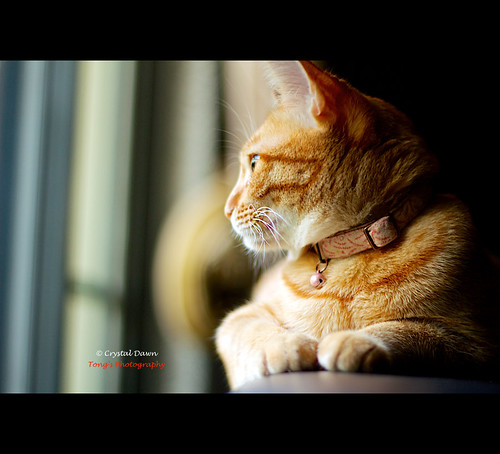 Lazy Afternoon by © Crystal Dawn Photography