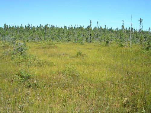 Small cranberry (Vaccinium oxycoccos) ocuurs in peat lands such as the Fall River Patterned Fen on the Superior National Forest in northeastern Minnesota. Photo by Jack Greenlee.