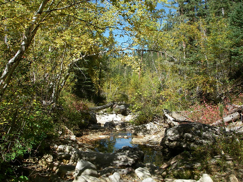 The Bear and Beaver Gulches Botanical Area located on the Northern Hills Ranger District of the Black Hills National Forest in southwestern South Dakota offers quiet visitors the best that autumn in the forest can offer a measure of tranquility. Photo by Jill Welborn.