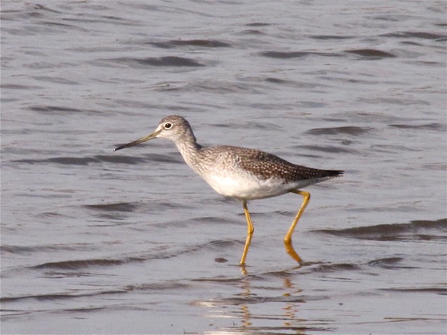 Greater Yellowlegs at Evergreen Lake in McLean County, IL 02