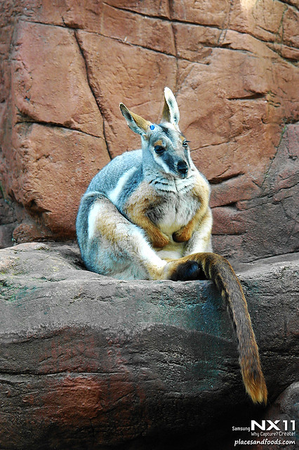 WILD LIFE Sydney Zoo yellow foot wallaby