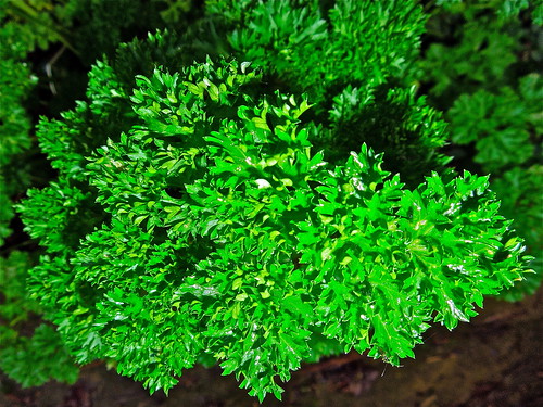 Curley Parsley by Irene.B.