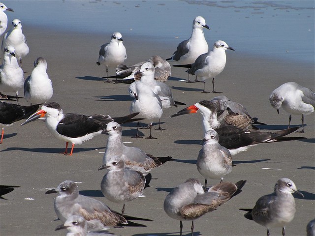 Black Skimmer and Laughing Gull at the North Beach at Tybee Island 11