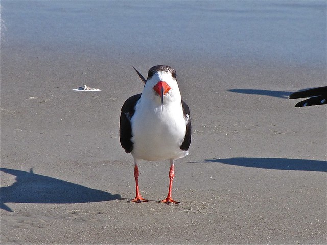 Black Skimmer at the North Beach at Tybee Island 12
