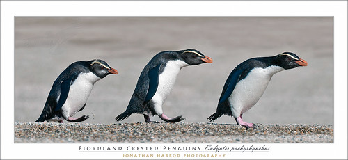 Fiordland Crested Penguins (Tawaki) by truubloo