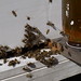 bees making honey (10)