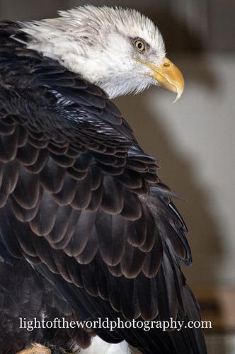 Beautiful bald eagle
