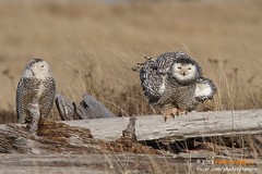 Snowy Owl Irruption: Winter 2012/2013
