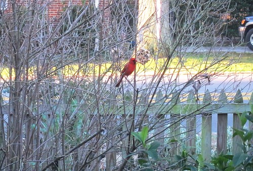 Cardinal eating the birdseed ornaments