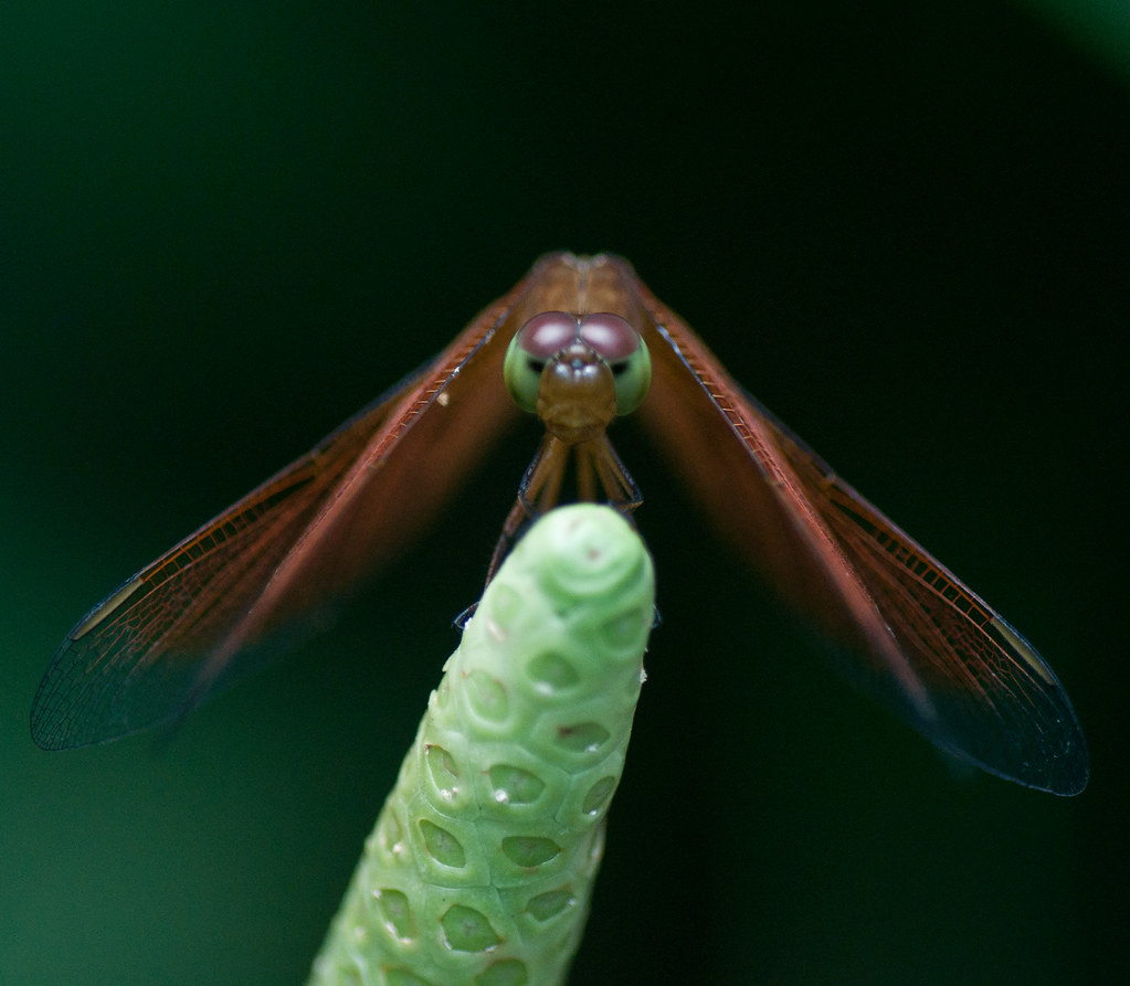 Portrait of a Dragonfly 蜻蜓 ...