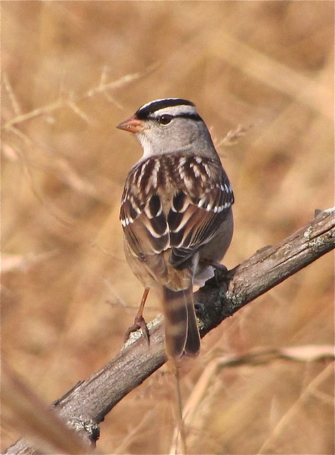 White-crowned Sparrow at Evergreen Lake in McLean County, IL 03