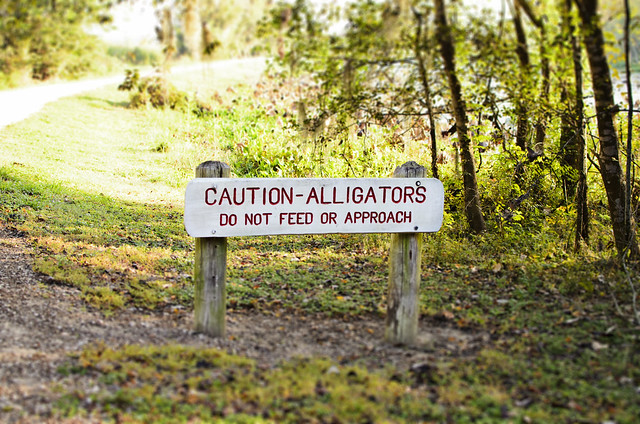 12-alligators