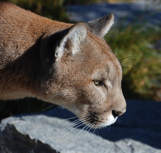 197e cougar concentration