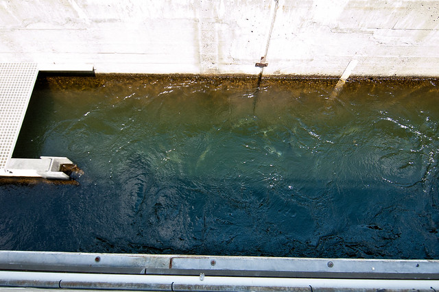 Salmon! In the fish ladder