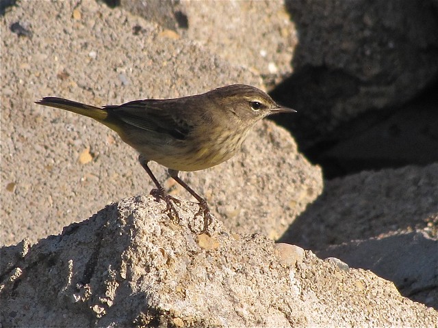 Palm Warbler at Gridley Wastewater Treatment Ponds 04