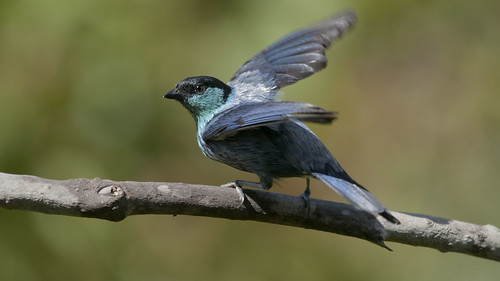 Tangara heinei male (Black-capped Tanager)