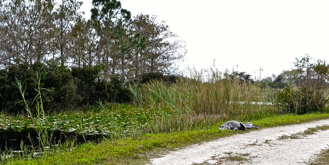 six-foot gator along one of the path at loxahatchee reserve