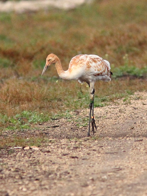 Whooping Crane 15-12 Cypress male 20130106