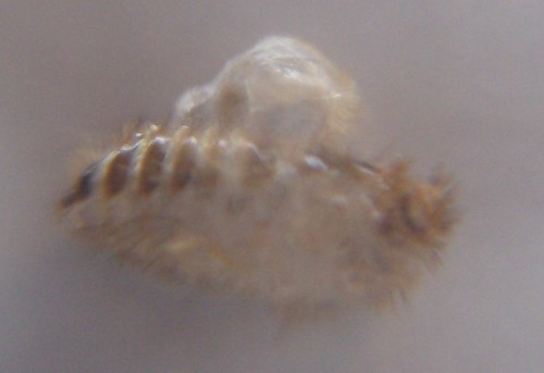 Shed BB skin? TLDR at bottom [pic ID needed asap] Â« Got Bed Bugs ...