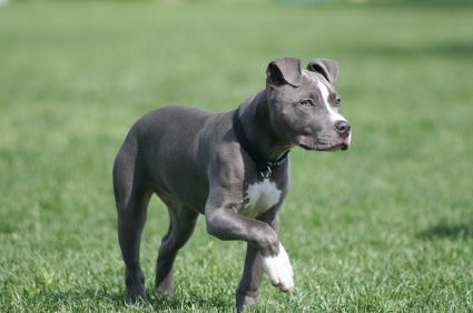 Image American Pitbull Terrier