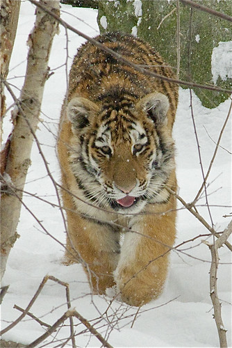 snow tiger cub by ucumari