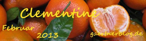 Garten-Koch-Event Februar: Clementine [28.02.2013]