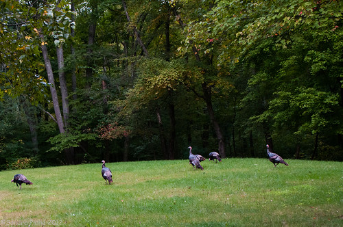Mom's Turkey Flock by samjp4 (Sandy)