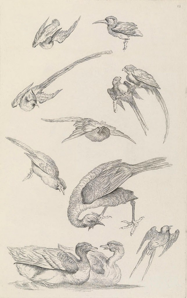 bird drawings - copperplate engraving