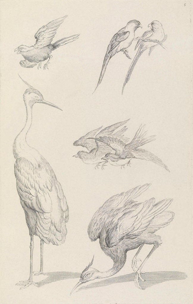 ornithological drawing of birds of China