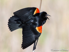 blackbirds, orioles, meadowlarks