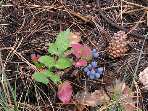 The Oregon grape in its fall coloring is a collage of green and pinkish-red leaves and blue fruits that resemble grapes. Photo copyright by Al Schneider.