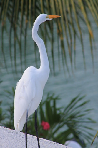 crane, Florida Keys