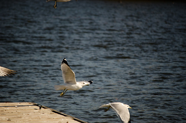 Seagulls at Rock River
