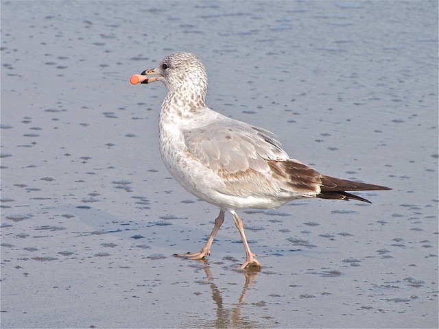 Ring-billed Gull at the North Beach on Tybee Island 09
