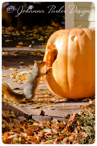 Little-Squirrel-&-Pumpkin-2