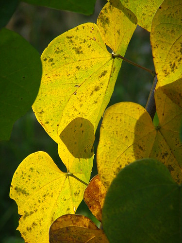 redbud leaves