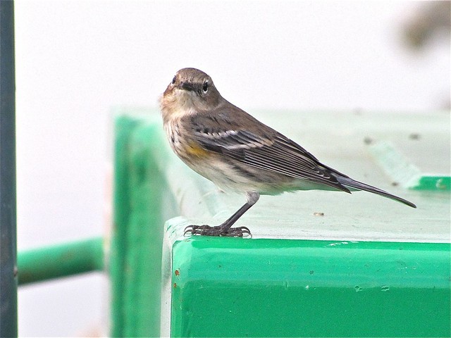 Yellow-rumped Warbler at Gridley Wastewater Treatment Ponds 09