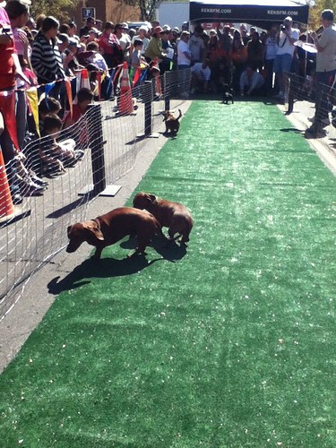Weenie dog "races"